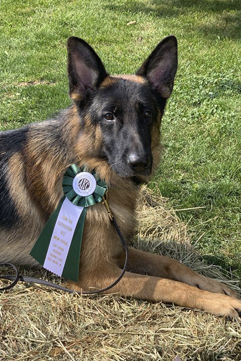 German Shepherd DogGucci (titles avail)in gardenMR#-D4386