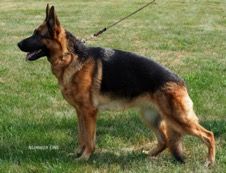 HD-ED a1 Normal CGC,CD,BH,TC  Sire:V Zeke vom Eichen Hugel(SCH1, AD, CGC)  Dam: SG1 Delta vom Vrban Haus (BH)
