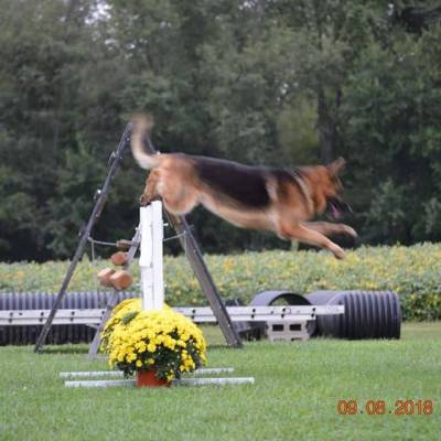 gabe-retrieve-over-jump-apr1_original